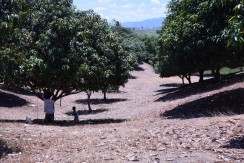 mango farm lot