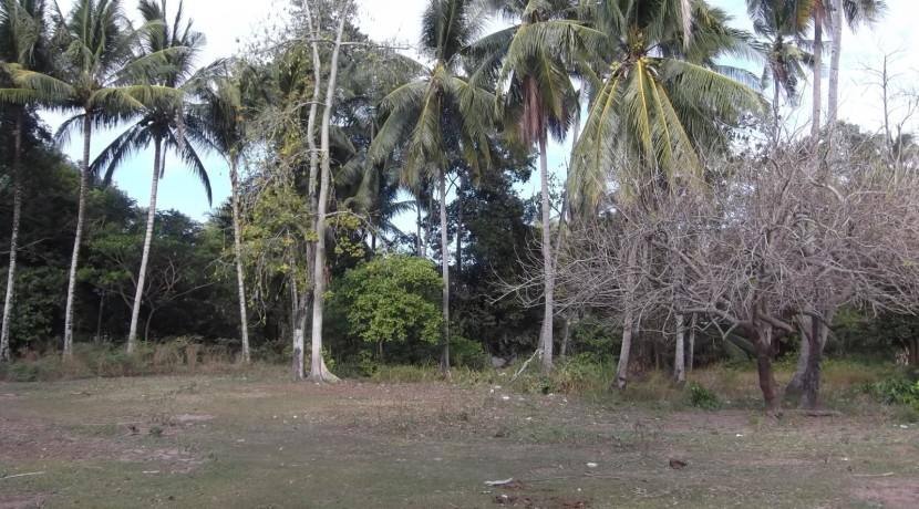 2000 sqm dauin lot for sale (1)