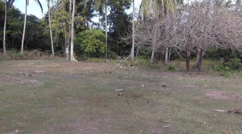 2000 sqm dauin lot for sale (2)