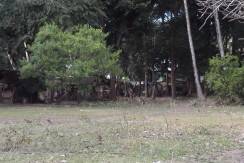 2000 sqm dauin lot for sale (22)