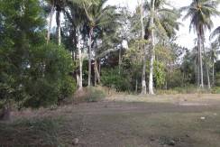 2000 sqm dauin lot for sale (8)