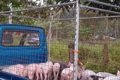 pig farm for sale (10)