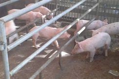 pig farm for sale (17)