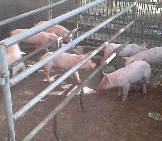 pig farm for sale (34)