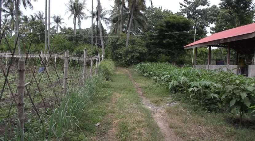 dauin-country-lot-for-sale-2