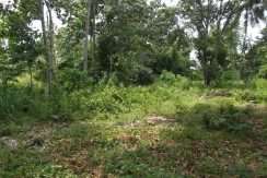 dauin-country-lot-for-sale-9