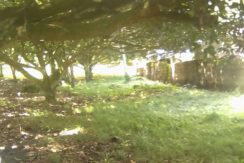 lot for sale with mango trees