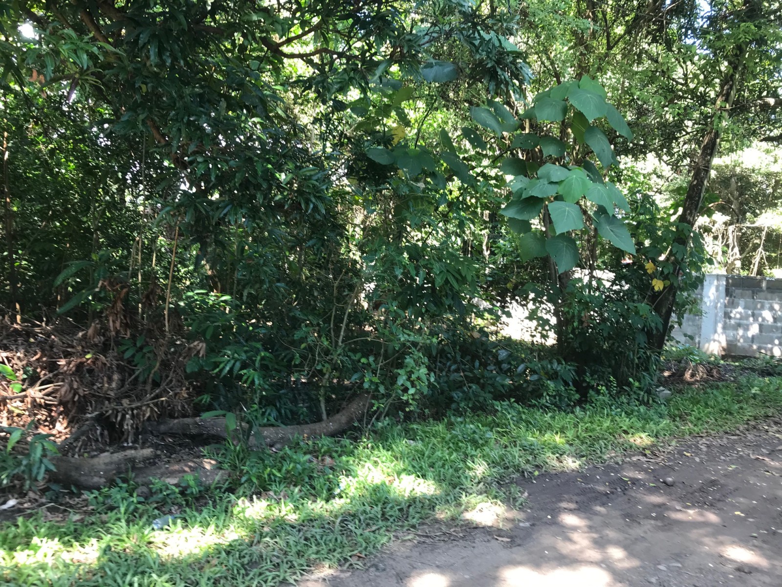 RESIDENTIAL LOT FOR SALE IN DUMAGUETE CITY ID14703