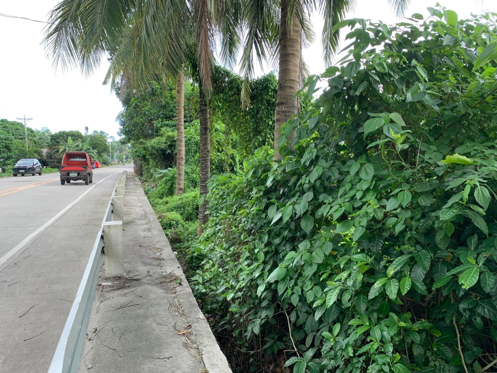 LOT FOR SALE ALONG PROVINCIAL ROAD IN BACONG ID 14784