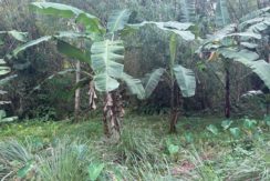 a3ed4778b68ec15644890e220831af21