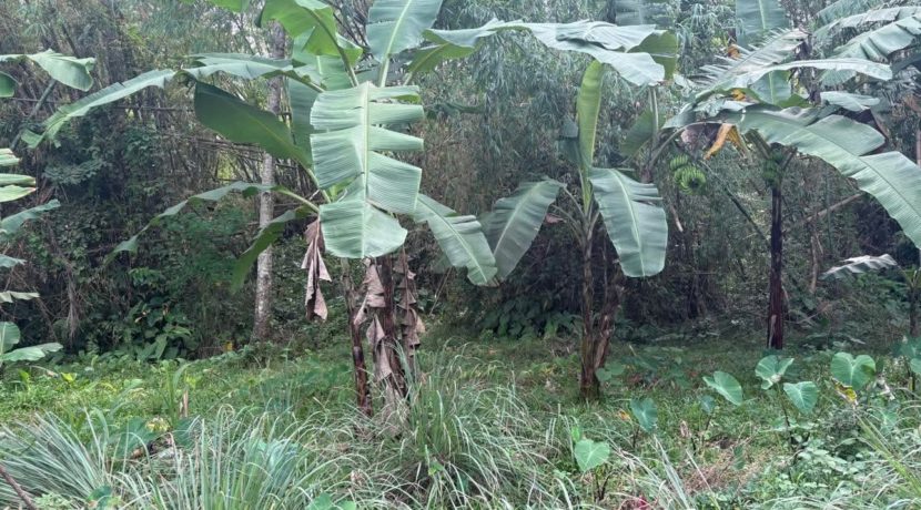 a3ed4778b68ec15644890e220831af21