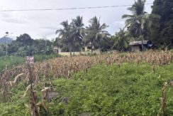 90e99ed0f9caba0dfc7b6ed8d702d7a9