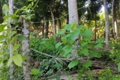 img_20251003_084243_720