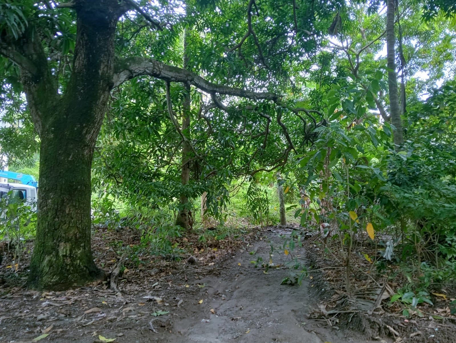 SMALL LOT FOR SALE IN DAUIN ID 15062 – P